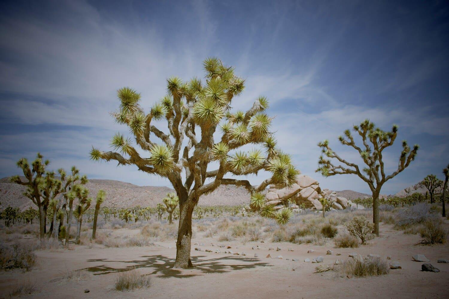 joshua-tree-national-park.jpg